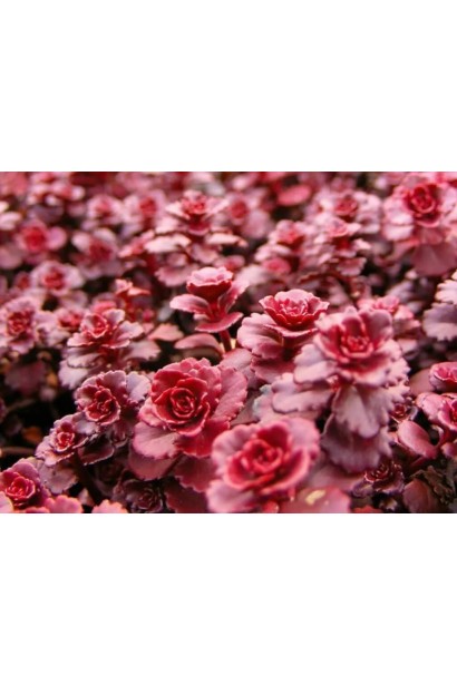 Квіти очитка Драгонс Блуд - дрібні, ніжно-рожеві, зібрані у щільні суцвіття